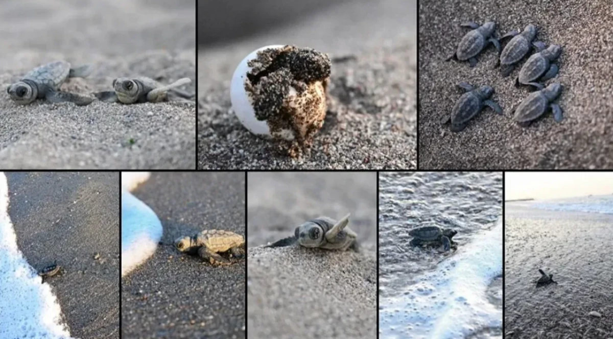 Antalya'da caretta caretta yavruları denizle buluştu! Gazze’de doğan bebek olsaydınız bu kadar güvende olmazdınız