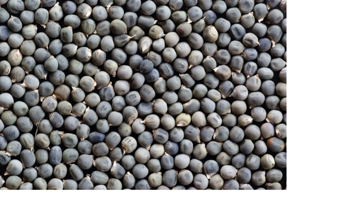 Bamya tohumunun faydaları nelerdir? Diz ağrılarına iyi geliyor mu? Obezite riskine karşı önemli tedbir mi?