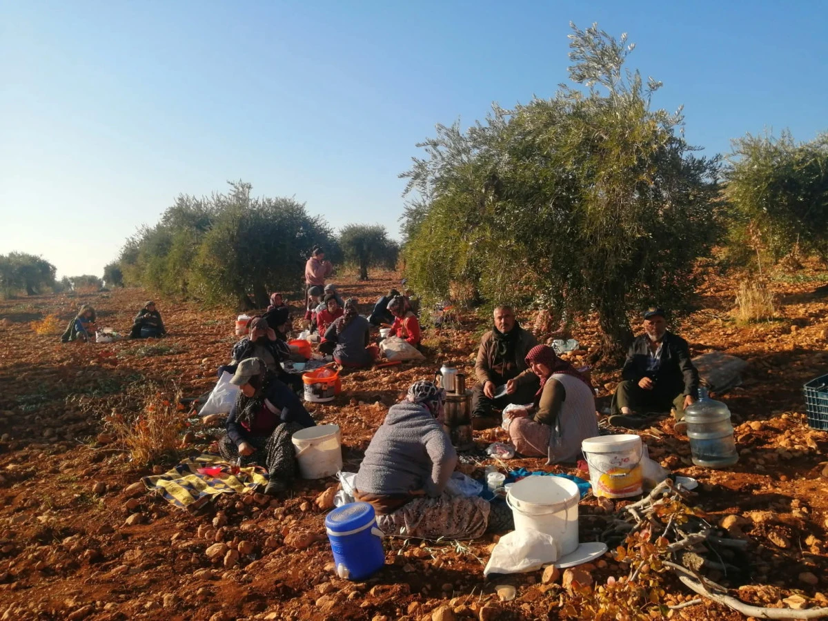 Bereketli Topraklarda Zeytin Mesaisi Başladı: Nizip’te Hasat Zamanı