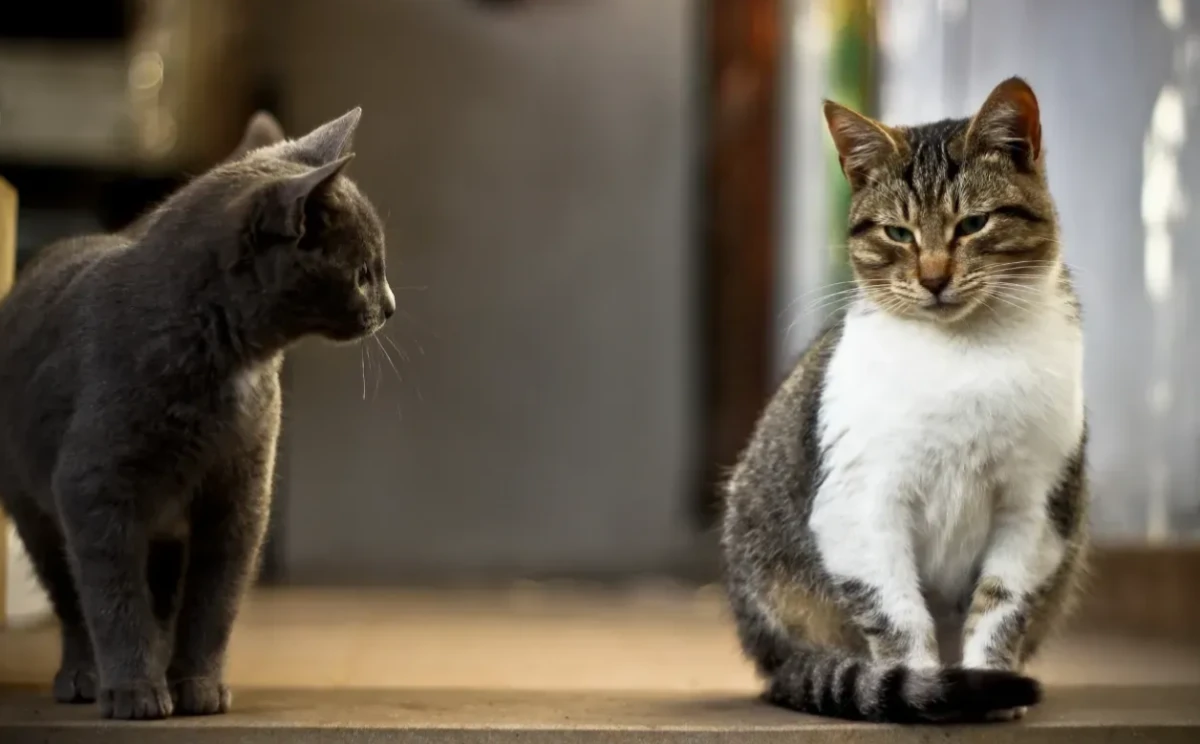 İnsanlar aralarında iletişim kuramazken... Sofraya bile Whatsapp'tan çağrılırken... Hayvanlar aralarında konuşabilecek! Daha neler! bak sen şu işe
