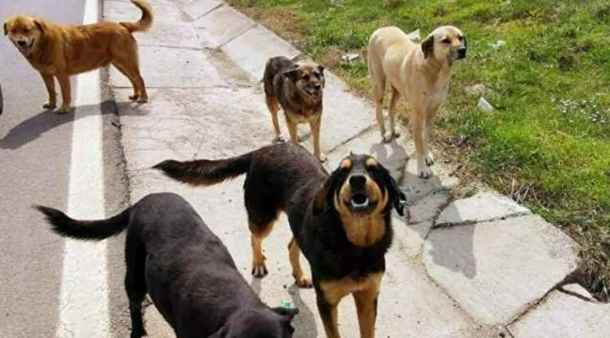 İstanbul'da sokak köpeklerini kontrolsüz beslemek yasaklandı