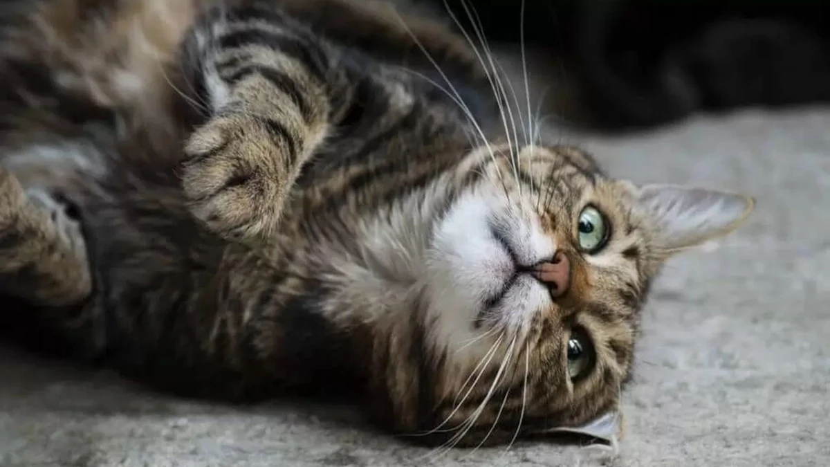 Kediler hakkında az bilinen gerçekler! Ebu Hureyre kedileri nasıl beslerdi? Kedilerle insanlar arasında ilişki ne?