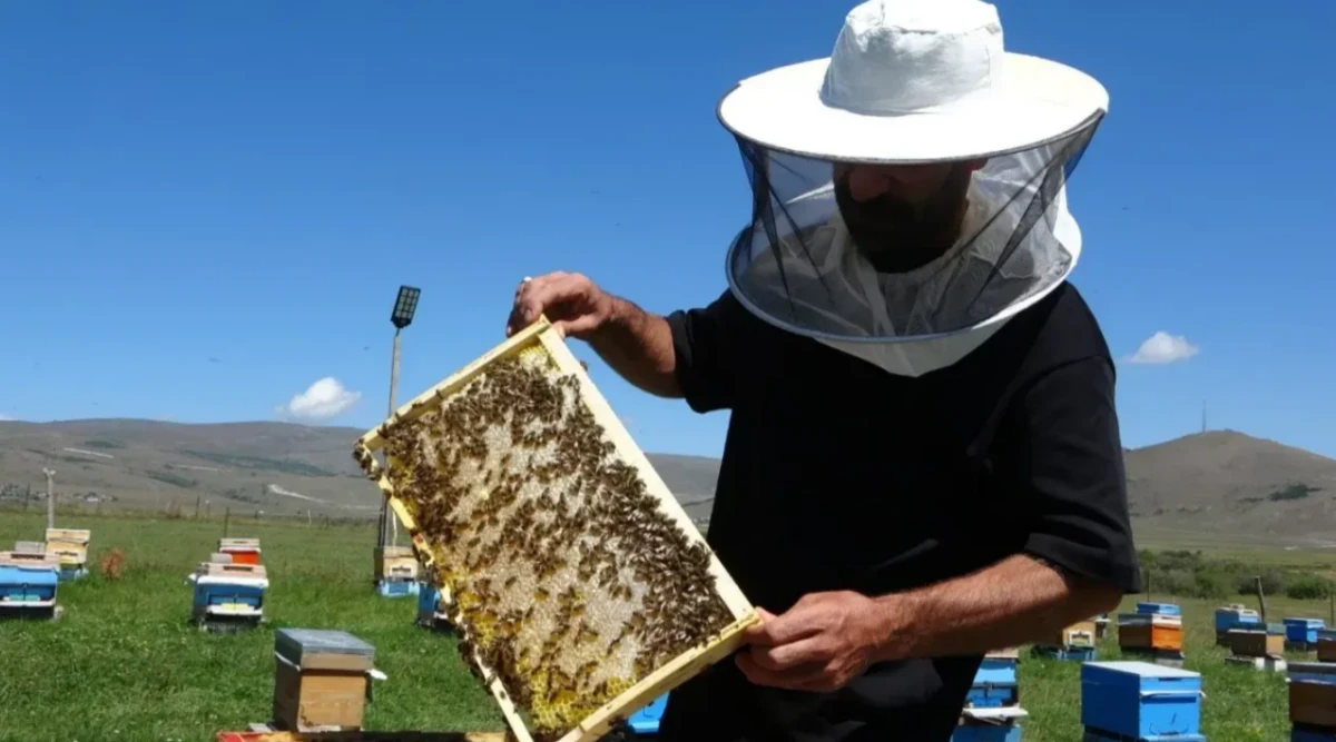 Tescilli Ardahan balında hasat sezonu açıldı: Kilosu 1.500 TL'yi buluyor!