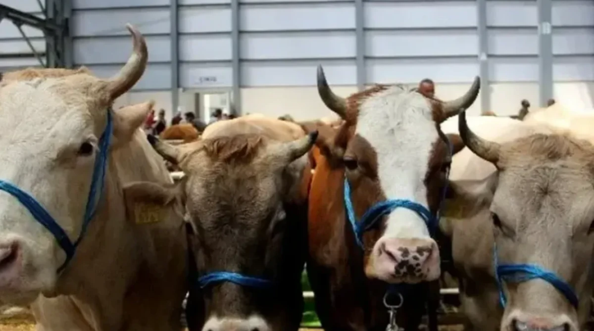 Vekaletle Kurban kesim bedelleri a&ccedil;ıklandı