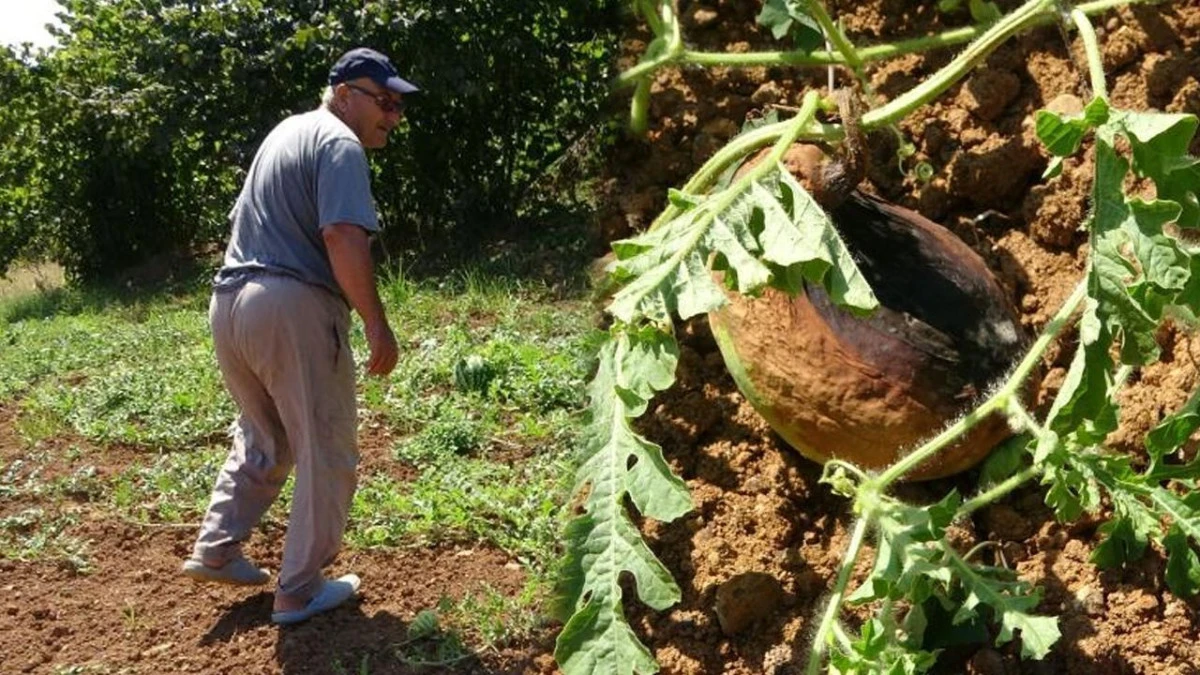 Yalıncak karpuzu yok oluyor: Kuraklık ve yapılaşma üretimi bıçak gibi kesti!
