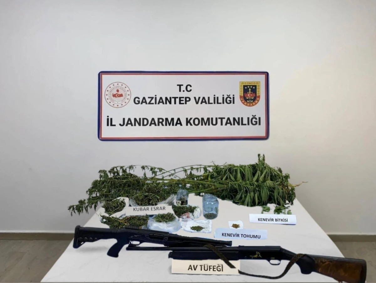 YASADIŞI KENEVİR EKİMİNE JANDARMA OPERASYONU