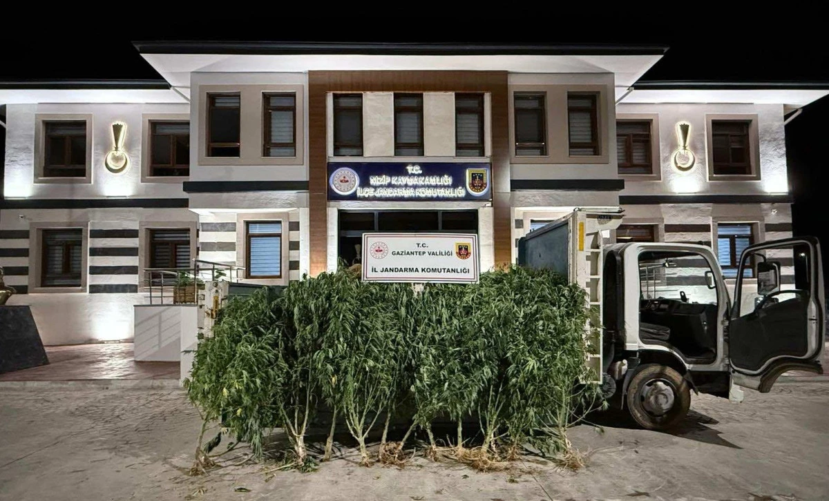 YASADIŞI KENEVİR EKİMİNE JANDARMA OPERASYONU